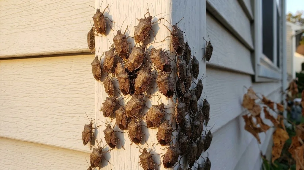 Stink bugs clustered on home siding in fall
